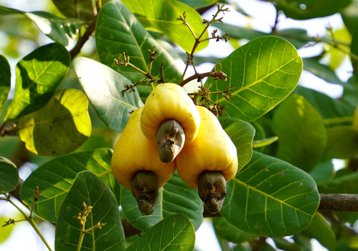 Vietnam's cashew crop is proceeding normally. Photo: Son Trang. Vietnam's cashew crop is proceeding normally. Photo: Son Trang.