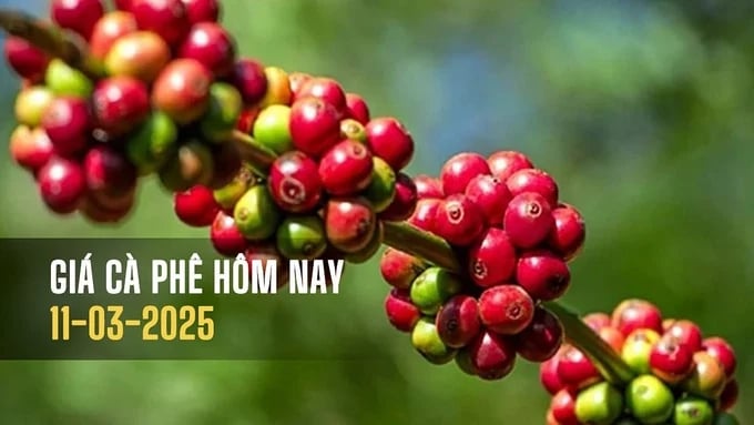 gia-ca-phe-hom-nay-11-3-2025-230802_125-121609-162312_8.jpg Latest domestic and global coffee prices on March 11, 2025