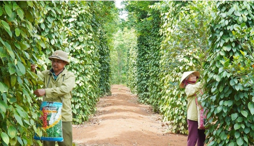 Domestically, pepper prices today remain stable. Photo: Internet.