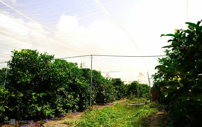 MST plum garden is covered by Mr. Nhut's net. Photo: Chuc Ly