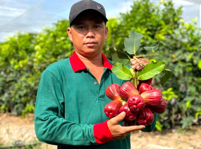 The garden owner harvested plum plum mst. Photo: N.HUT