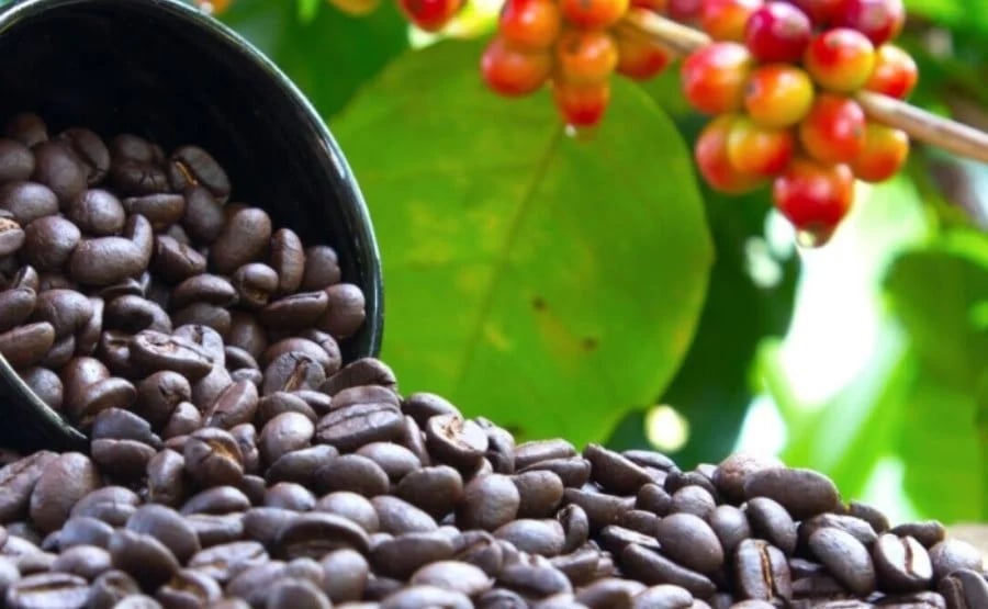 Coffee prices in Dak Lak, Dak Nong, and Gia Lai provinces all recorded a price of VND 118,000/kg. Photo: Internet. Coffee prices in Dak Lak, Dak Nong, and Gia Lai provinces all recorded a price of VND 118,000/kg. Photo: Internet.
