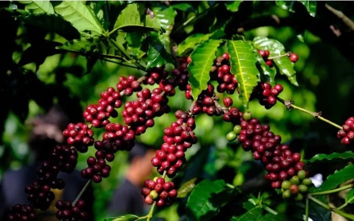 Domestic coffee prices in the Central Highlands have dropped sharply compared to yesterday. Photo: Internet.