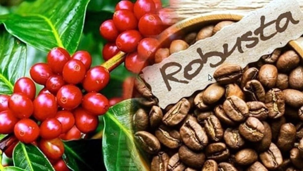 Robusta coffee prices on the London exchange continue to record a sharp decline. Photo: Internet