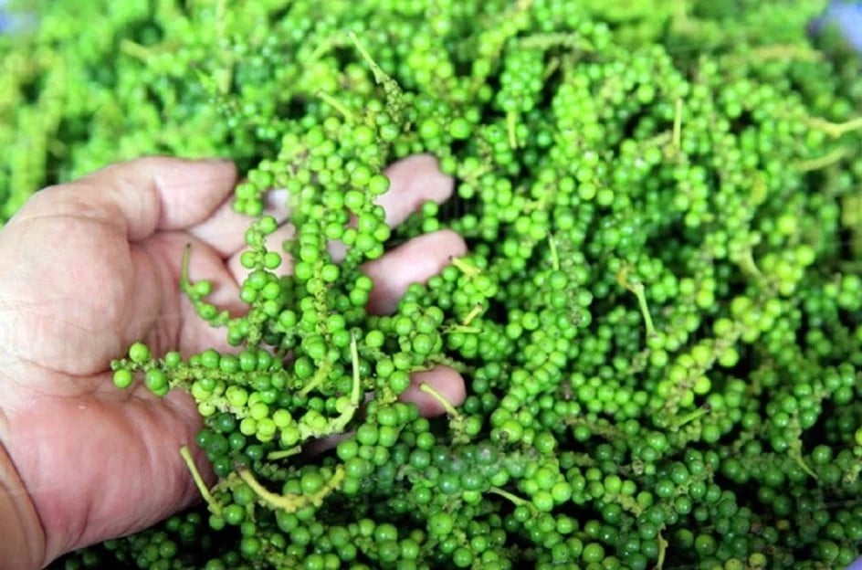 The average domestic purchase price of pepper in key growing regions is VND 154,200/kg. Photo: Internet
