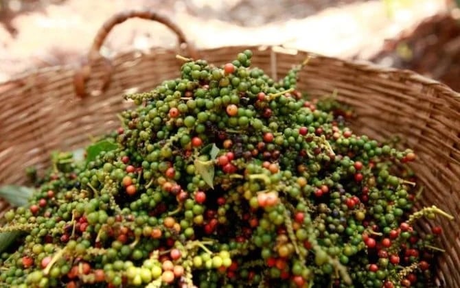 Domestic pepper prices today recorded a sharp drop of VND 5,000 to VND 6,000/kg. Photo: Internet.