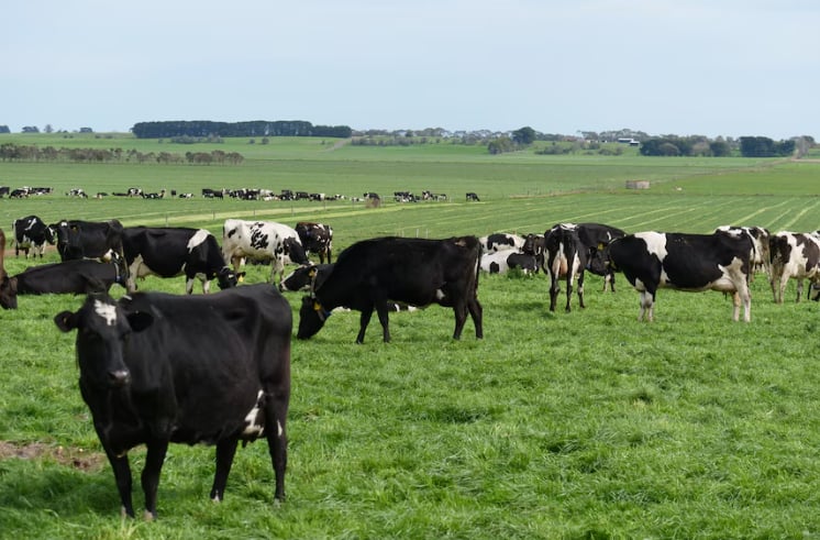 Australian dairy output has shrank over the past decade. Photo: ABC News: Olivia Sanders. Australian dairy output has shrank over the past decade. Photo: ABC News: Olivia Sanders.