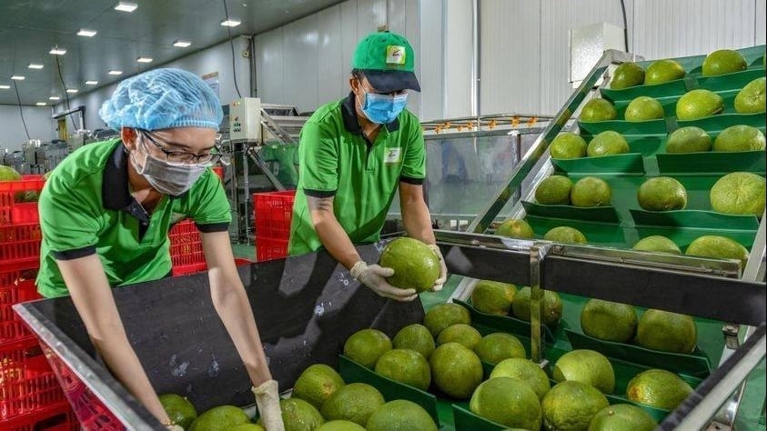 Vietnamese pomelos are ready for official export to Australia. Vietnamese pomelos are ready for official export to Australia.