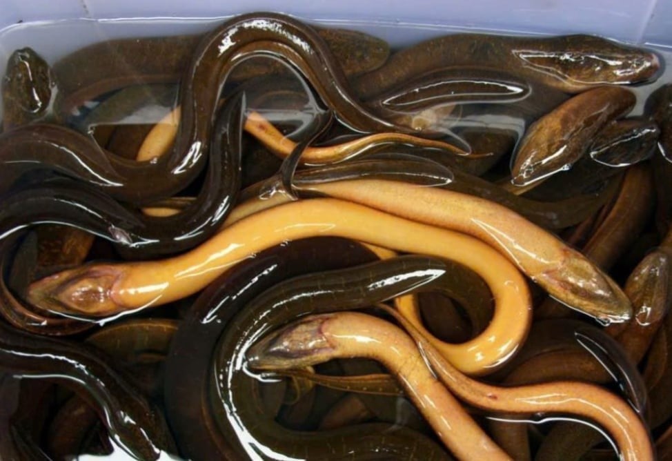Vietnam's eel export turnover increased sharply. Vietnam's eel export turnover increased sharply.
