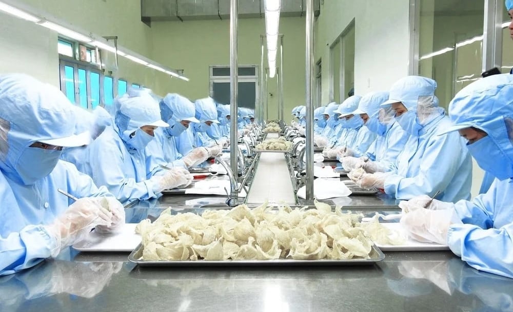 Sản phẩm tổ yến có giá trị kinh tế cao và được xem là động lực thúc đẩy xuất khẩu các sản phẩm thuộc lĩnh vực chăn nuôi. Ảnh: BT.