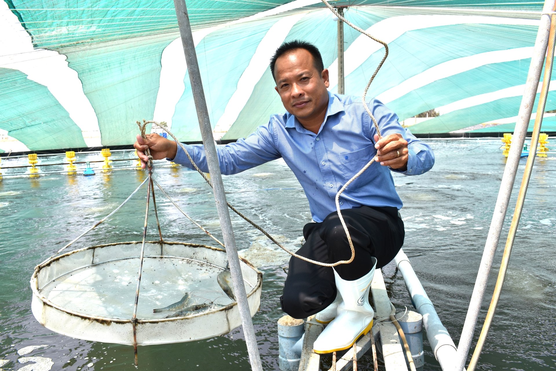 High-tech shrimp farming with origin of goods at Tuan Hien Aquaculture Co., Ltd. (Tan Phu Dong District, Tien Giang province). High-tech shrimp farming with origin of goods at Tuan Hien Aquaculture Co., Ltd. (Tan Phu Dong District, Tien Giang province).