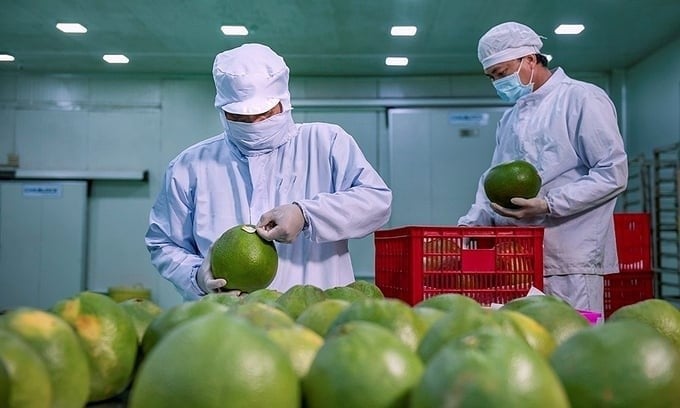 Vietnamese pomelo varieties such as Nam Roi, Da Xanh, Dien, and Tan Lac are currently exported to many markets with high technical requirements like the U.S., the EU, Canada, and Japan. Vietnamese pomelo varieties such as Nam Roi, Da Xanh, Dien, and Tan Lac are currently exported to many markets with high technical requirements like the U.S., the EU, Canada, and Japan.