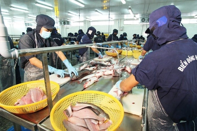 Pangasius export turnover reached USD 632.7 million, up 9%, maintaining its significant position in the fisheries industry. Pangasius export turnover reached USD 632.7 million, up 9%, maintaining its significant position in the fisheries industry.
