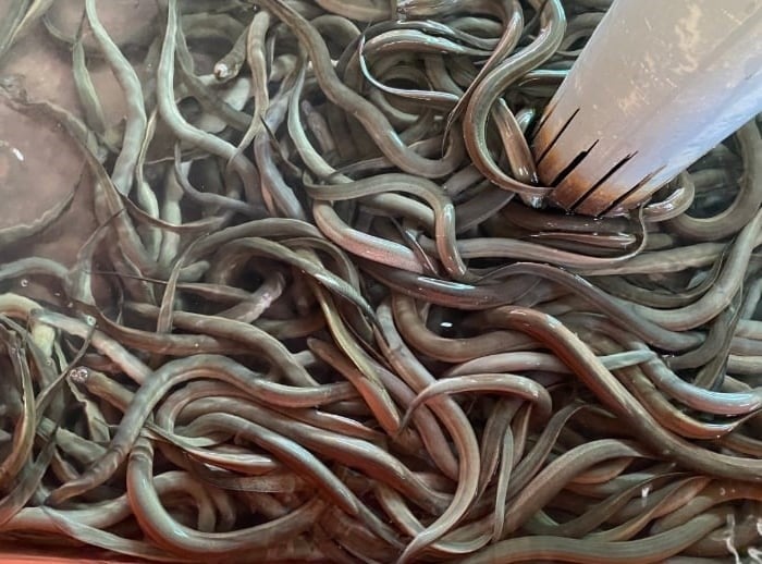 Mud-free eel farming in composite tanks brings high profits for farmers. Mud-free eel farming in composite tanks brings high profits for farmers.