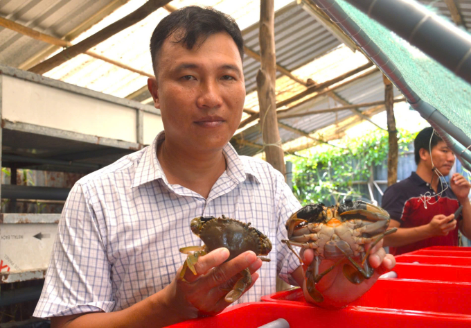Mr. Nguyen Viet Bac has many years of researching and applying modern and effective way to fatten Ca Mau crab. Photo: An Minh