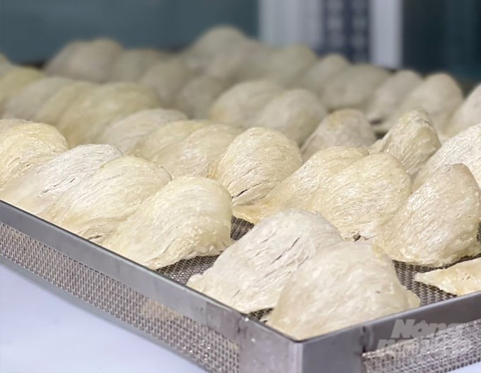 Vietnamese bird's nest exports are still modest in volume. Photo: Nguyen Thuy. Vietnamese bird's nest exports are still modest in volume. Photo: Nguyen Thuy.