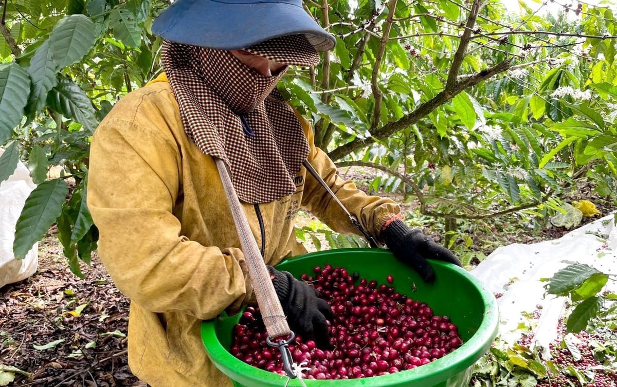 Farmers in the Central Highlands harvest coffee. Photo: Son Trang. Farmers in the Central Highlands harvest coffee. Photo: Son Trang.