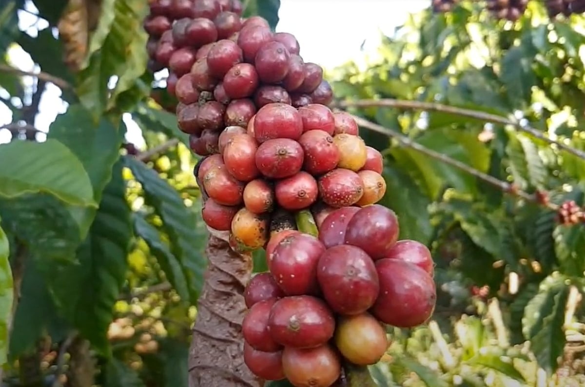 Coffee in Bao Loc, Lam Dong. Photo: Son Trang. Coffee in Bao Loc, Lam Dong. Photo: Son Trang.