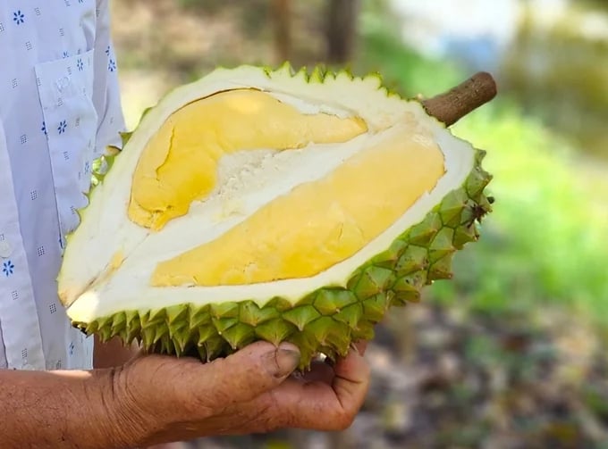 Cambodia enters China’s booming durian market, challenging Vietnam, Thailand, and Malaysia. 