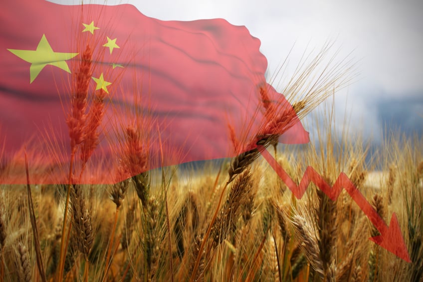Imports from China are plummeting. In March, the USDA had already lowered the forecast for Chinese wheat imports to 6.5 million wheat. Photo: Canva. Imports from China are plummeting. In March, the USDA had already lowered the forecast for Chinese wheat imports to 6.5 million wheat. Photo: Canva.