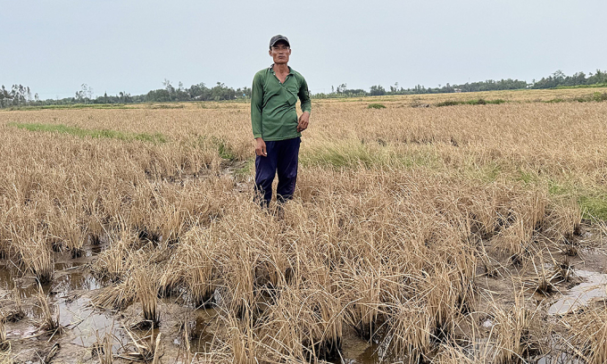 Farmers folded in Luong Nghia commune on the family's rice field next to the highway died, in March: An Binh