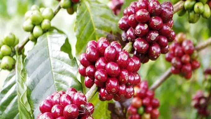 Latest domestic and global coffee prices on May 22, 2025