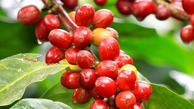Domestic and global coffee prices on May 21, 2025 Domestic and global coffee prices on May 21, 2025