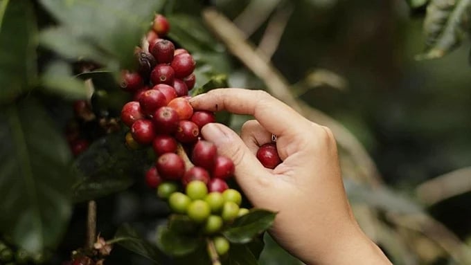 Latest domestic and global coffee prices on May 27, 2025