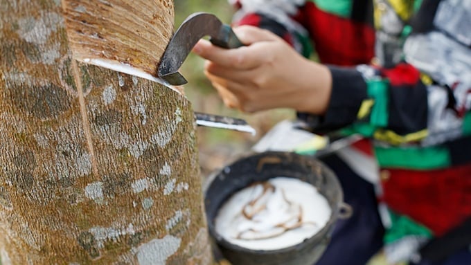 The latest rubber prices on May 26, 2025, domestically and globally