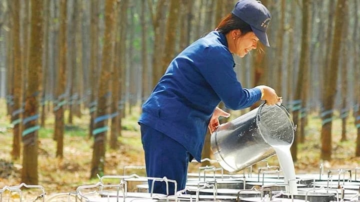 Latest domestic and global rubber prices on May 20, 2025 Latest domestic and global rubber prices on May 20, 2025