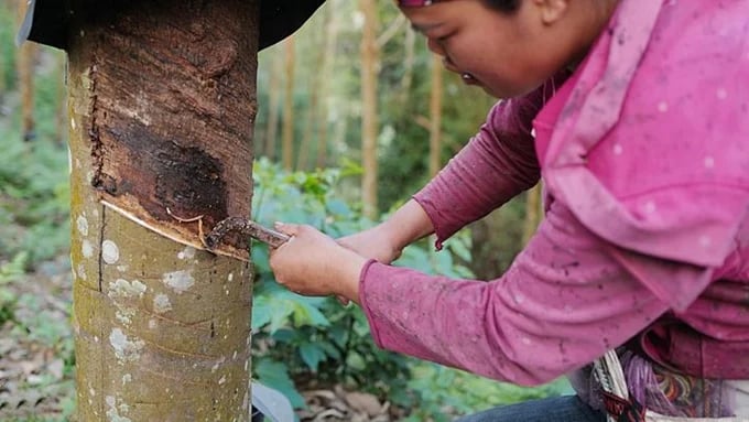 Latest domestic and global rubber prices on May 28, 2025