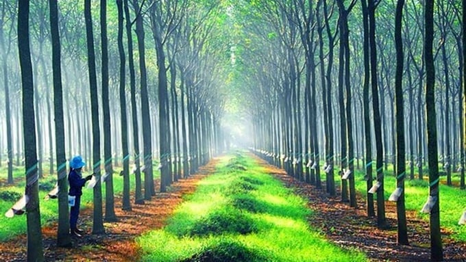 Latest rubber prices on May 6 globally and domestically Latest rubber prices on May 6 globally and domestically