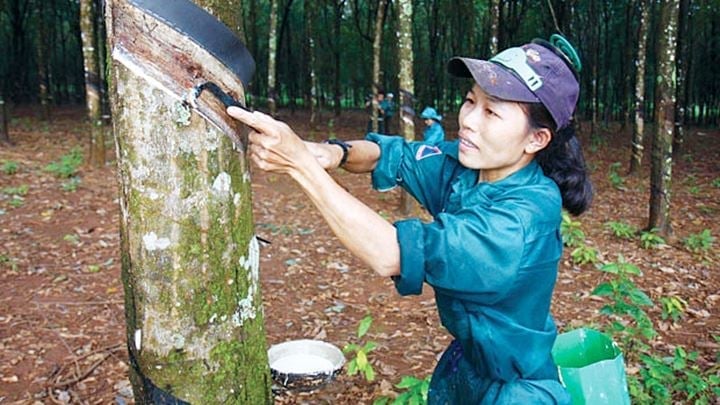 Latest domestic and global rubber prices on May 27, 2025 Latest domestic and global rubber prices on May 27, 2025