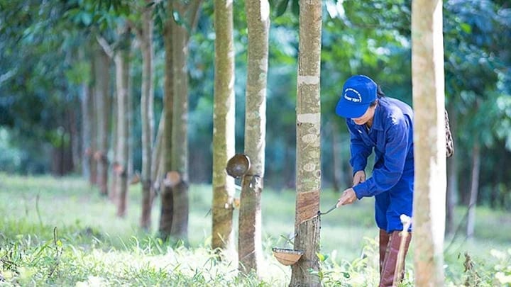 Latest domestic and global rubber prices on May 9, 2025 Latest domestic and global rubber prices on May 9, 2025