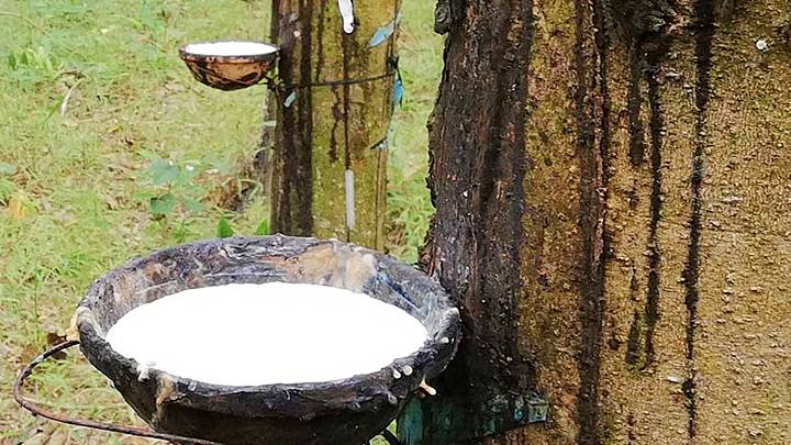 Latest domestic and global rubber prices on May 22, 2025