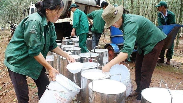 Latest rubber prices on May 15, 2025, domestically and globally Latest rubber prices on May 15, 2025, domestically and globally