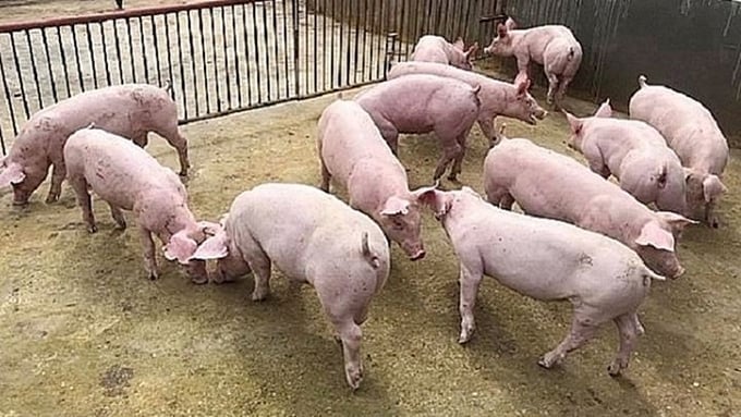 Latest live pig prices on May 20, 2025 across the 3 regions Latest live pig prices on May 20, 2025 across the 3 regions