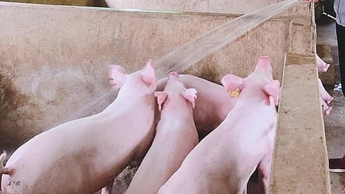 Latest live pig prices across all three regions on May 26, 2025