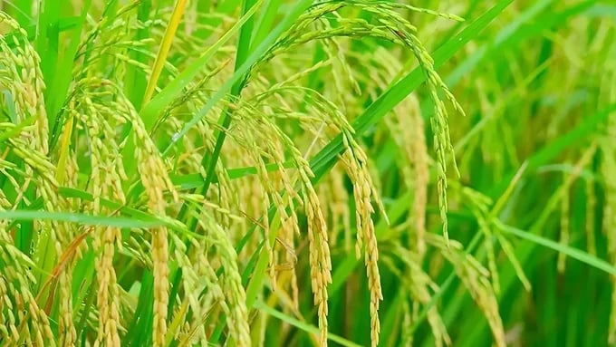 Latest rice prices update on May 7, 2025 Latest rice prices update on May 7, 2025