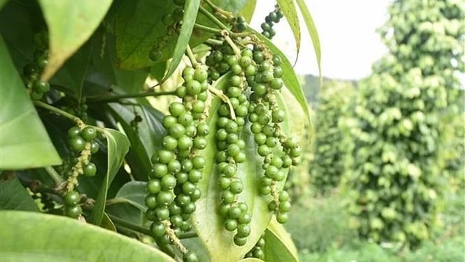 Latest pepper prices on May 6, 2025 domestically and globally Latest pepper prices on May 6, 2025 domestically and globally