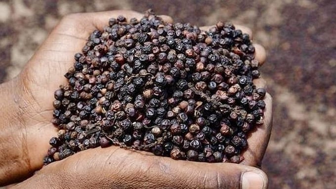 Pepper prices on May 16, 2025, in the domestic and global markets Pepper prices on May 16, 2025, in the domestic and global markets