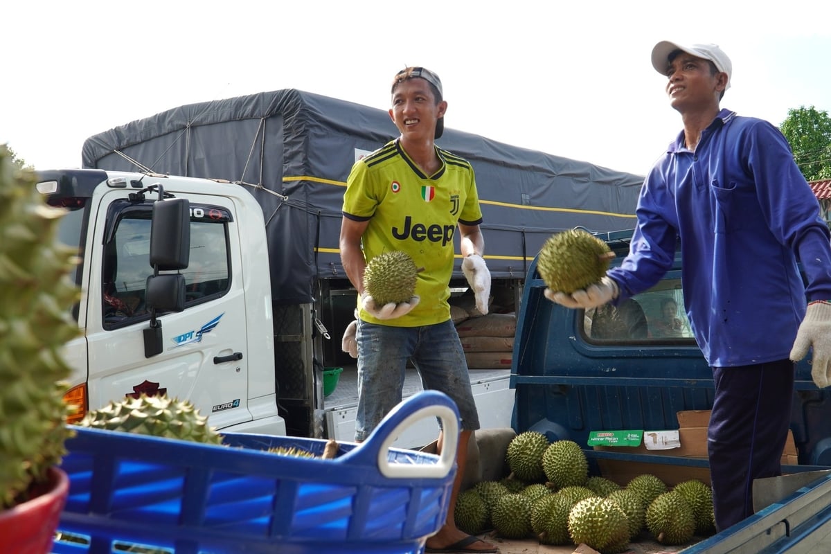 Currently, most of the durian output in Can Tho city is purchased by enterprises for export. Photo: Kim Anh. Currently, most of the durian output in Can Tho city is purchased by enterprises for export. Photo: Kim Anh.