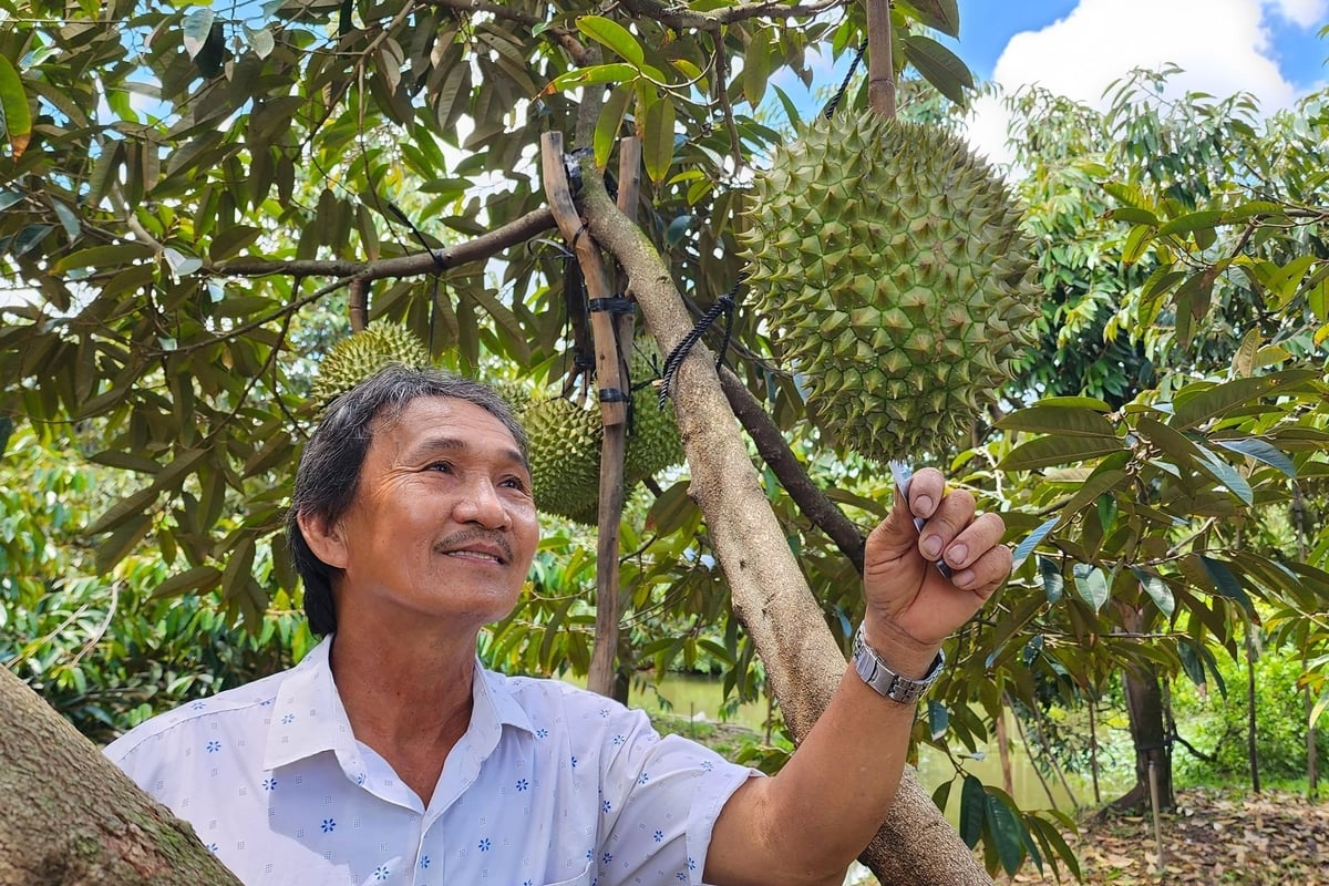It is projected that durian production in Can Tho city could reach 80.000 to 100.000 tons in 2025. Photo: Kim Anh. It is projected that durian production in Can Tho city could reach 80.000 to 100.000 tons in 2025. Photo: Kim Anh.