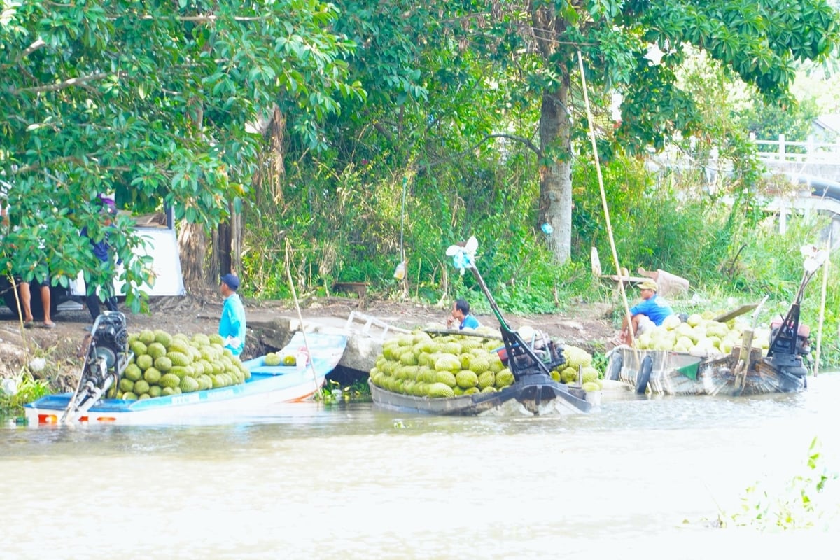 A durian collection and purchasing point in Phong Dien district, Can Tho city. Photo: Kim Anh. A durian collection and purchasing point in Phong Dien district, Can Tho city. Photo: Kim Anh.