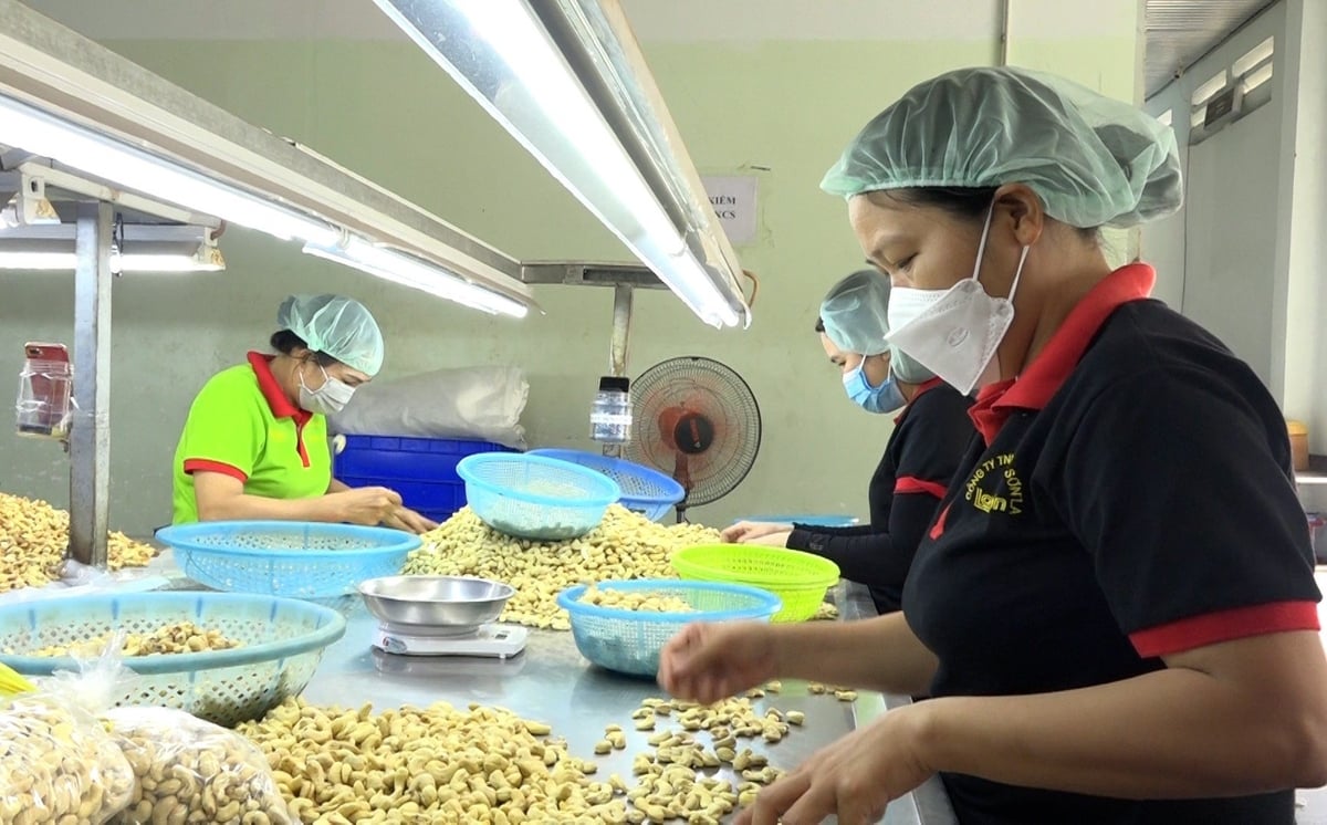 Expanding markets helps businesses reduce risks amid global supply chain disruptions. Photo: Ha Duyen. Expanding markets helps businesses reduce risks amid global supply chain disruptions. Photo: Ha Duyen.