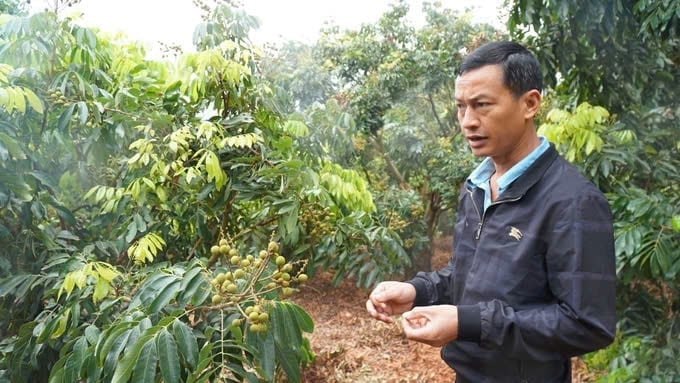 Tỉnh Sơn La quy hoạch vùng trồng nhãn hơn 50 ha định hướng xuất khẩu. Ảnh: Đức Bình.