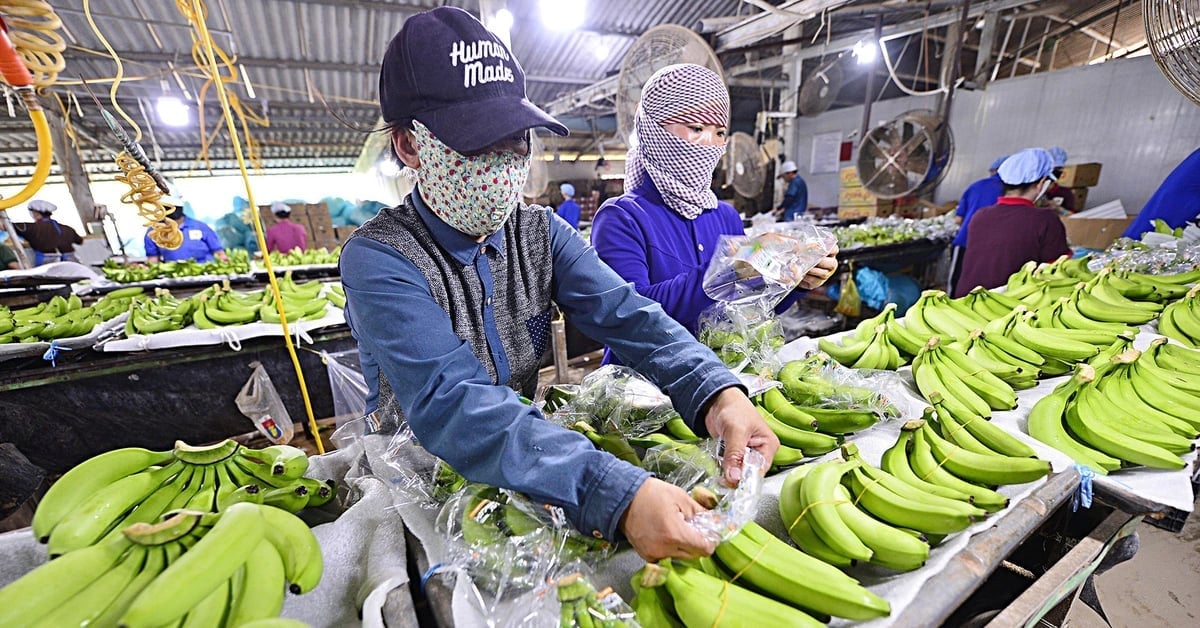 Workers processing bananas for export in Long An Province. Photo: Quang Dinh. Workers processing bananas for export in Long An Province. Photo: Quang Dinh.