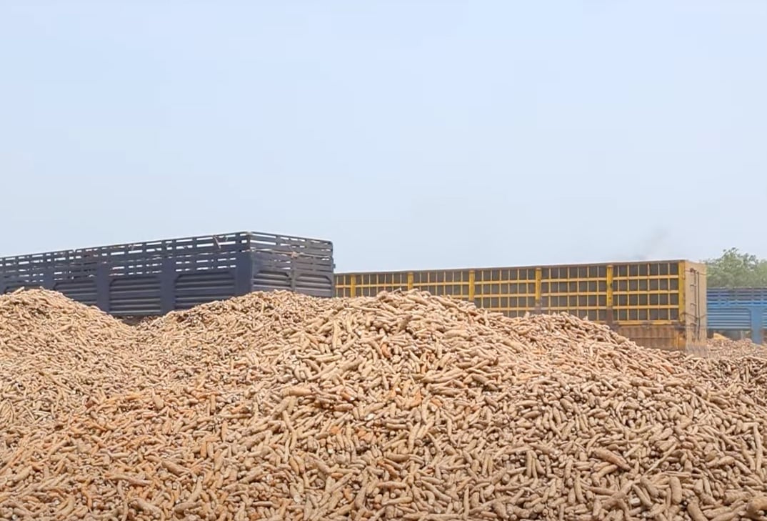 The price of cassava may increase in the coming time. Photo: Son Trang. The price of cassava may increase in the coming time. Photo: Son Trang.
