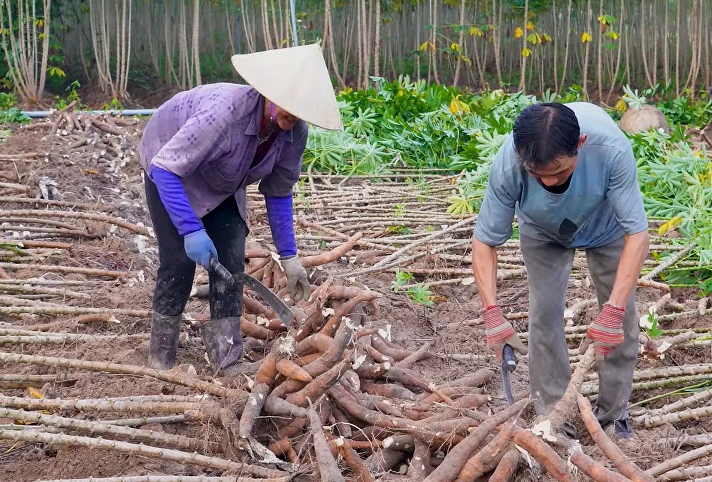 Cassava harvest in Duong Minh Chau district, Tay Ninh province. Photo: Son Trang. Cassava harvest in Duong Minh Chau district, Tay Ninh province. Photo: Son Trang.