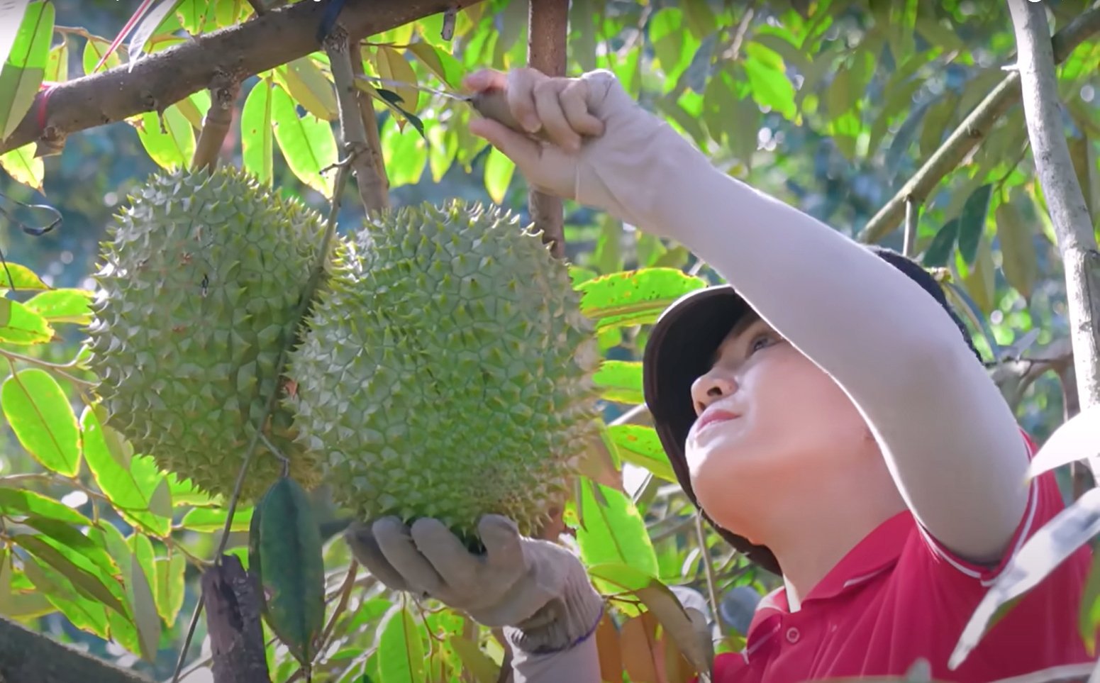 Many businesses are currently purchasing durians to process into frozen durian for export to the U.S. and other markets. Photo: Son Trang. Many businesses are currently purchasing durians to process into frozen durian for export to the U.S. and other markets. Photo: Son Trang.
